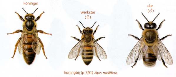 Konigin-werkster-dar